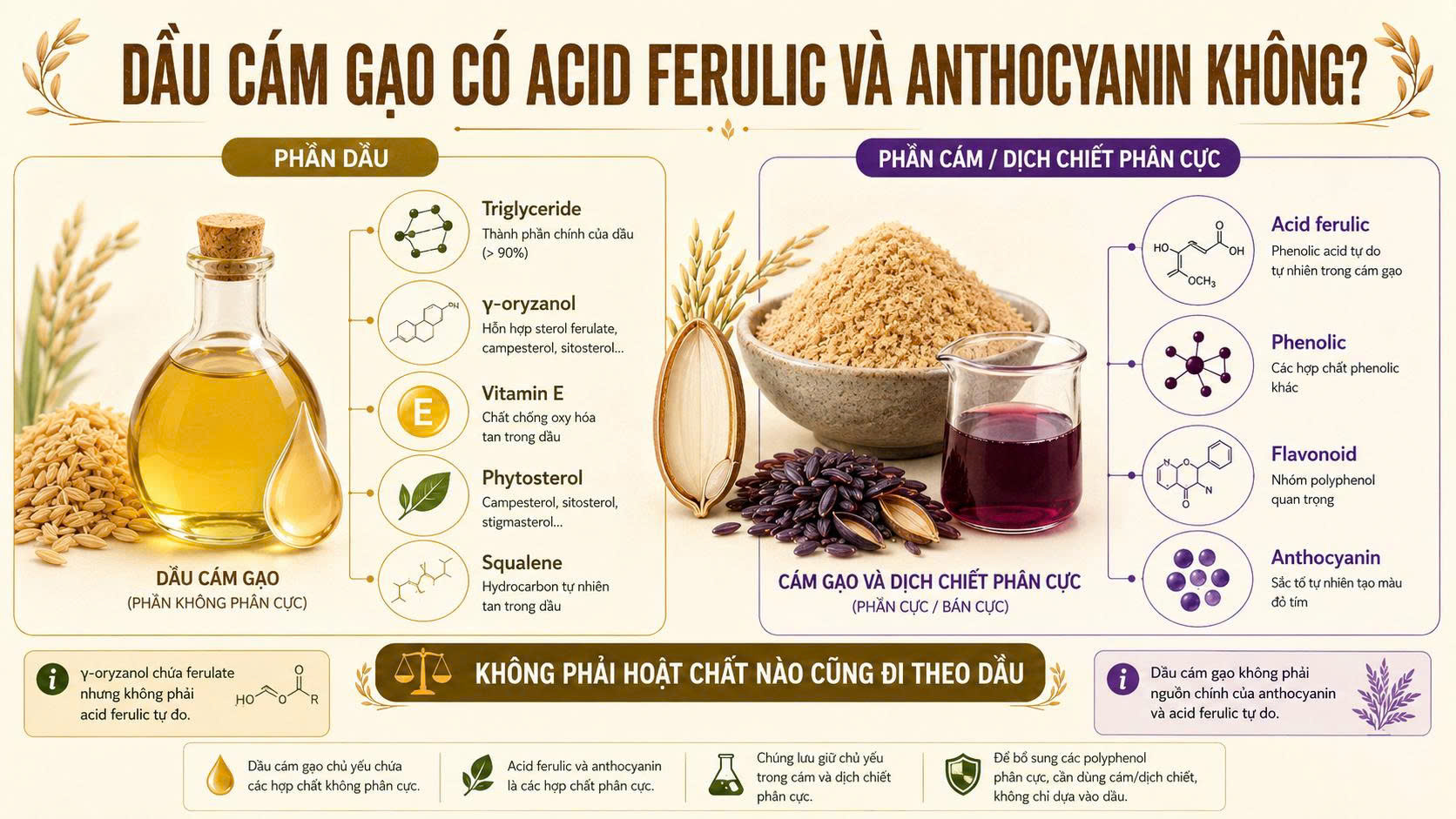 So sánh phần dầu cám gạo giàu hợp chất tan trong dầu với phần cám và dịch chiết phân cực chứa acid ferulic, phenolic, flavonoid và anthocyanin.