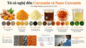 Từ củ nghệ đến bột nghệ, tinh bột nghệ, cao nghệ, Curcuminoids và Nano Curcumin