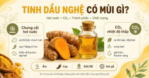 Infographic giải thích tinh dầu nghệ có mùi gì và so sánh xu hướng mùi giữa chưng cất hơi nước với phân đoạn dầu thơm thu bằng CO₂ nhiệt độ thấp.