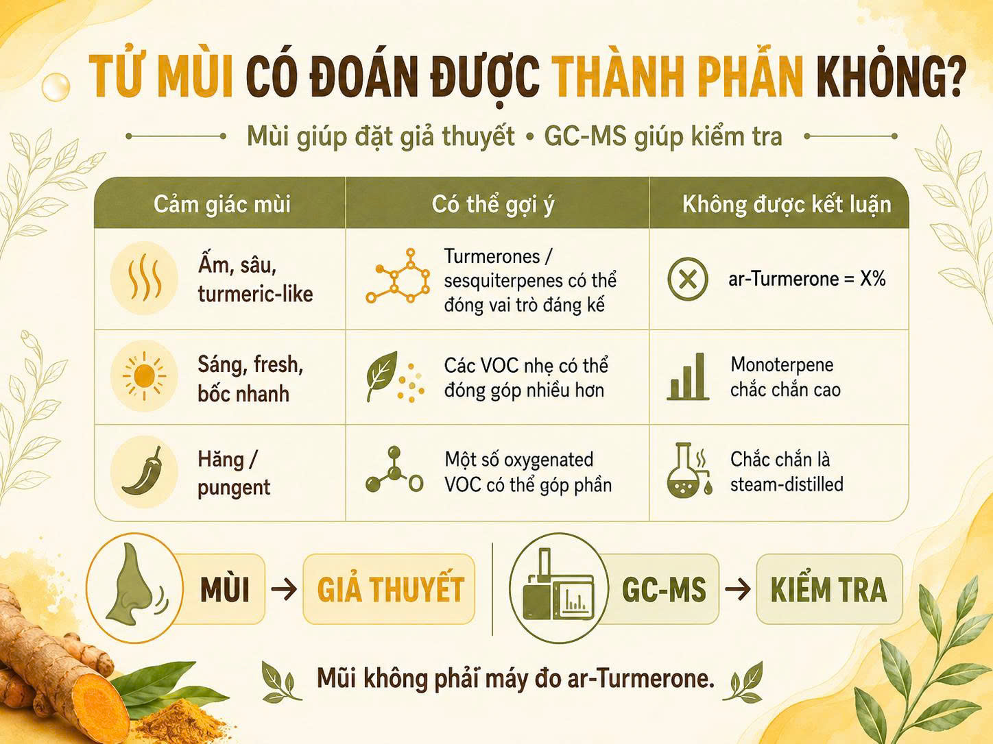 Infographic giải thích mùi tinh dầu nghệ chỉ giúp đặt giả thuyết về turmerones, sesquiterpenes hoặc VOC nhẹ, còn GC-MS mới giúp kiểm tra thành phần hóa học.