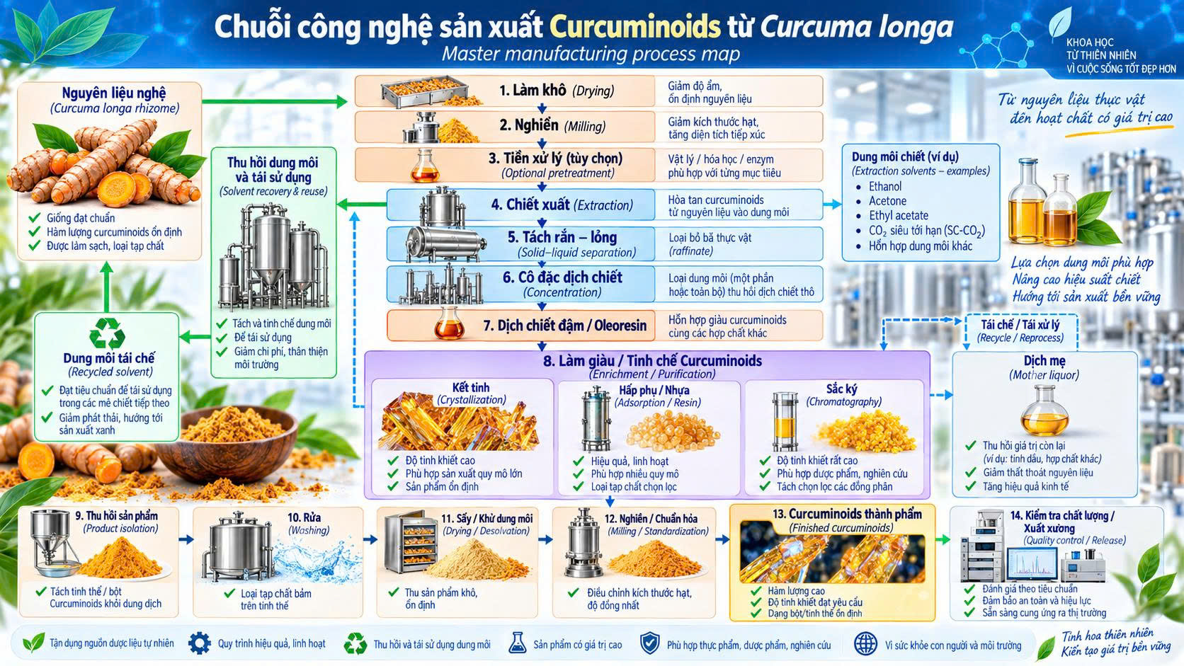 Chuỗi công nghệ sản xuất Curcuminoids từ Curcuma longa