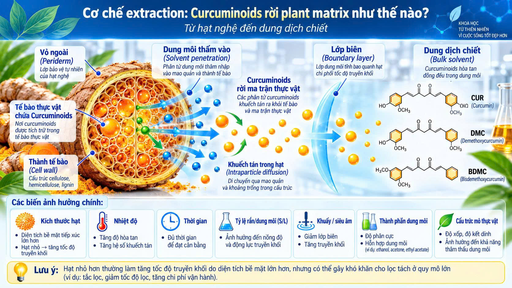 Cơ chế extraction Curcuminoids rời plant matrix như thế nào