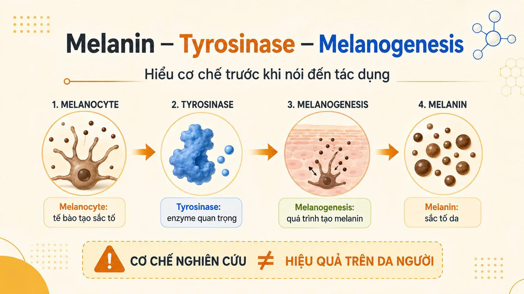Melanin tyrosinase melanogenesis là gì và vì sao cơ chế nghiên cứu không đồng nghĩa hiệu quả trên da người