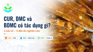CUR, DMC và BDMC có tác dụng gì – ba dấu ấn nghiên cứu viêm, mạch máu và tế bào mỡ