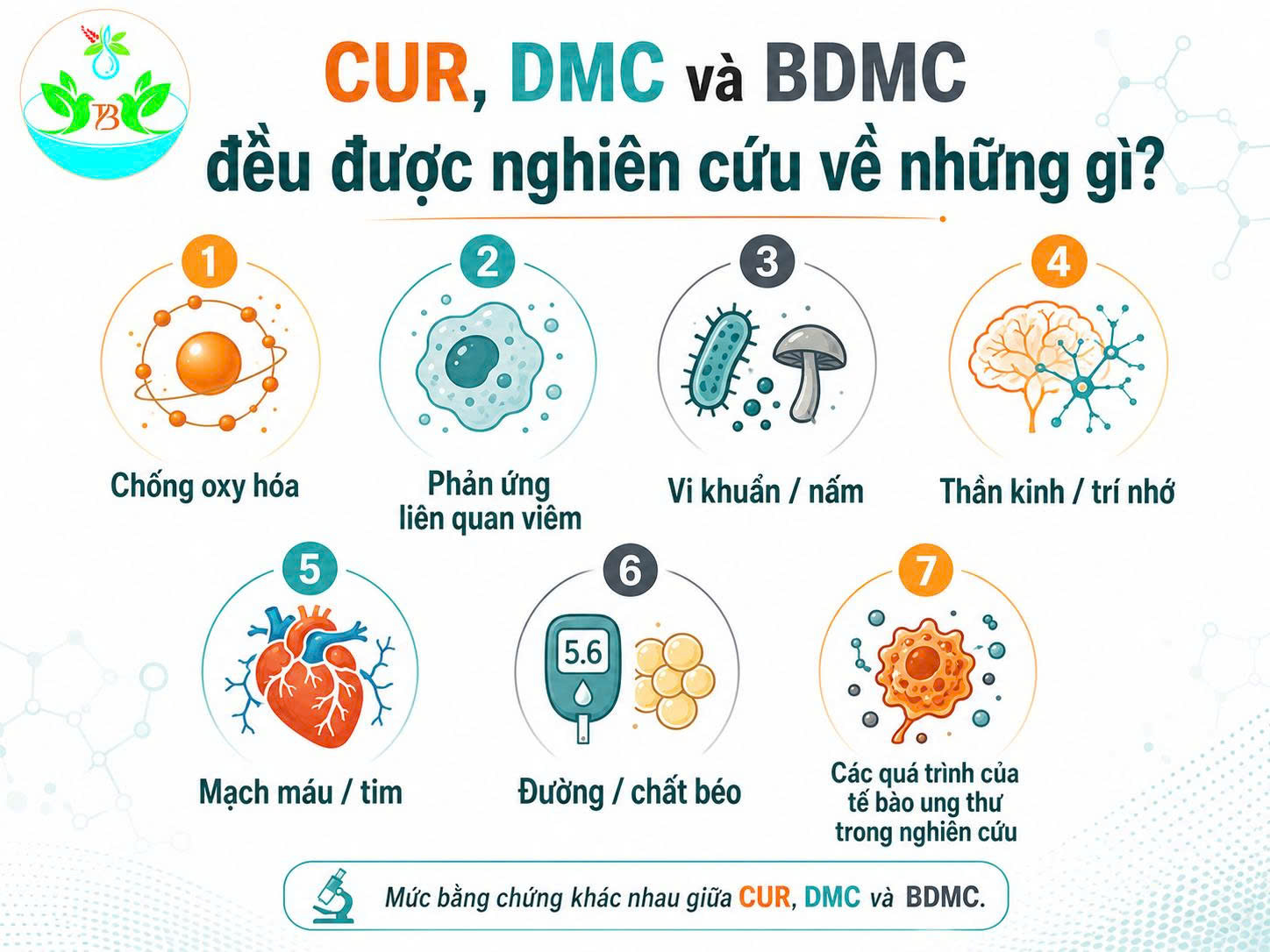 Infographic bảy nhóm tác dụng được nghiên cứu của CUR DMC và BDMC