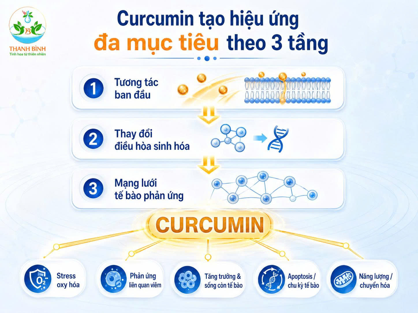 Infographic ba tầng giải thích cơ chế đa mục tiêu của Curcumin từ tương tác ban đầu đến mạng lưới tế bào