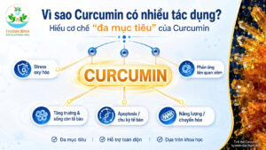 Vì sao Curcumin có nhiều tác dụng – infographic cơ chế đa mục tiêu của Curcumin