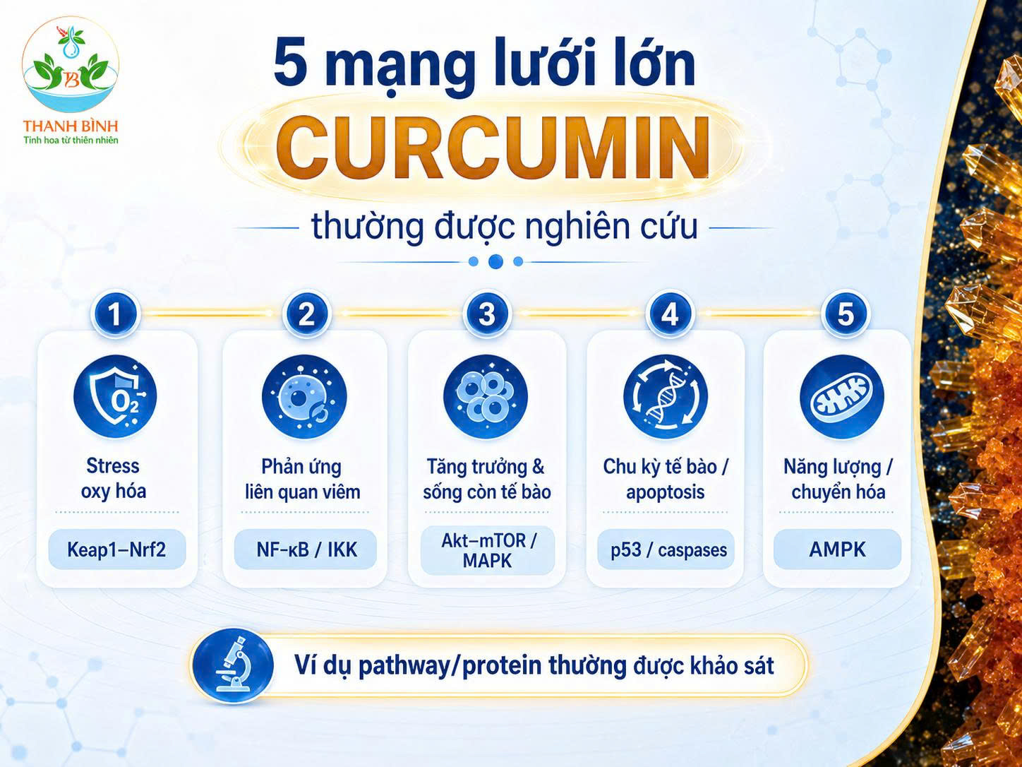 Năm mạng lưới lớn thường được nghiên cứu với Curcumin gồm stress oxy hóa viêm tăng trưởng apoptosis và chuyển hóa