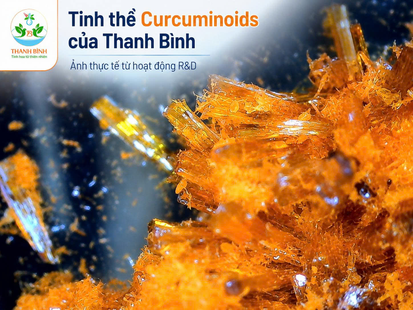Tinh thể Curcuminoids thực tế do Thanh Bình ghi nhận trong hoạt động nghiên cứu