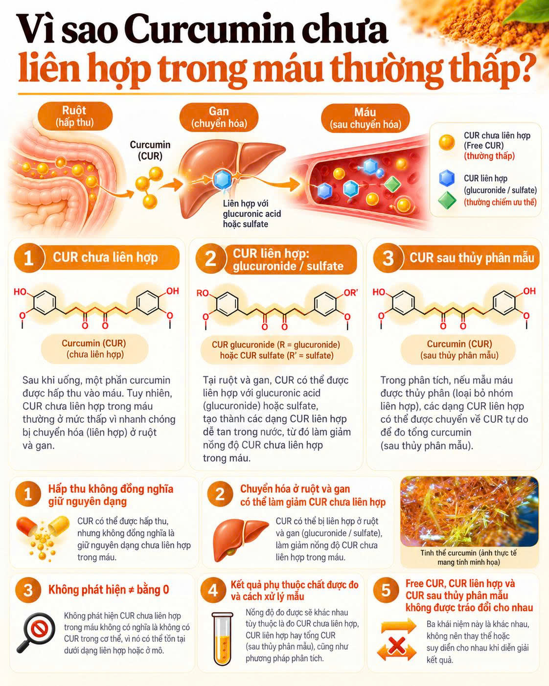 Sơ đồ phân biệt Curcumin chưa liên hợp và chất liên hợp trong cơ thể với phép đo mẫu máu không thủy phân và sau thủy phân